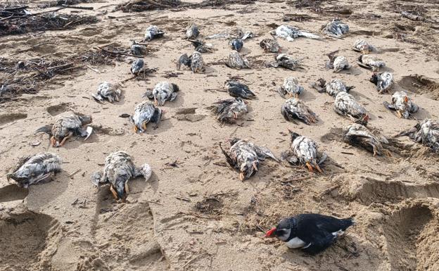 Numerosas aves marinas aparecen muertas en la costa de Bizkaia