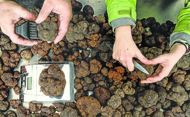 La sequía afecta a la exquisita trufa negra alavesa, que pierde la mitad de la cosecha