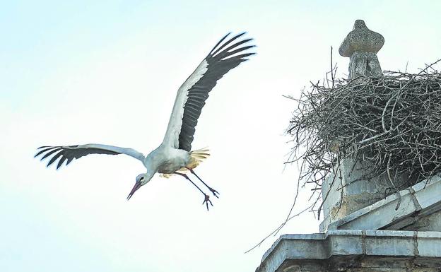 Por San Blas, 40 cigüeñas verás en Bizkaia