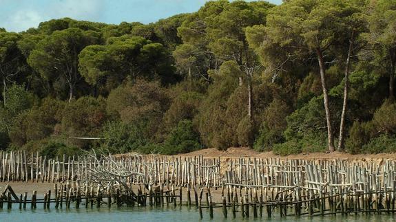 La gestión del agua pone a Doñana contra las cuerdas