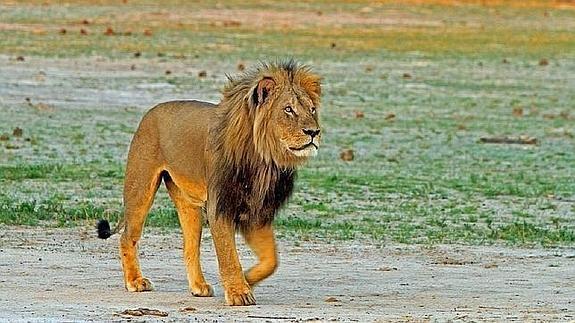 El cazador que mató al león Cecil sería norteamericano, no español