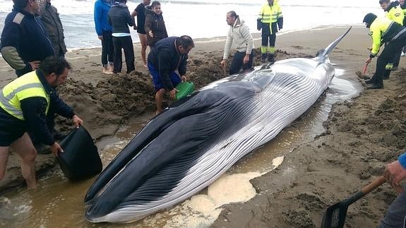 Aparece una ballena muerta en Doñana, la segunda en menos de una semana