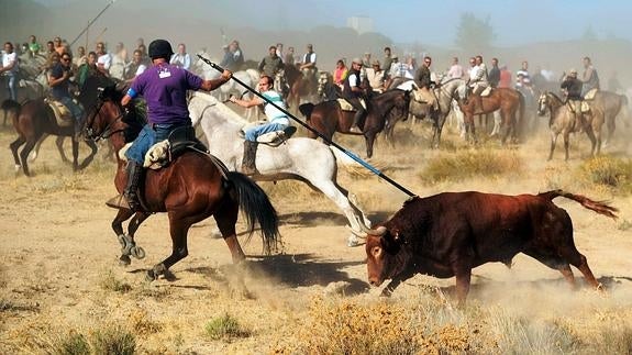 Los defensores del Toro de la Vega llevarán a los tribunales la decisión de la Junta