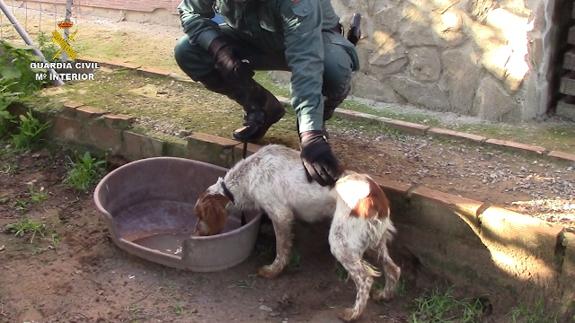 La Guardia Civil rescata a medio centenar de animales de una perrera ilegal en Chiclana