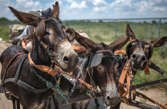 El tráfico de piel de burro para China diezma a estos animales en África