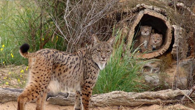 Muere Homer, una de las madres más prolíficas del centro de cría en cautividad del lince