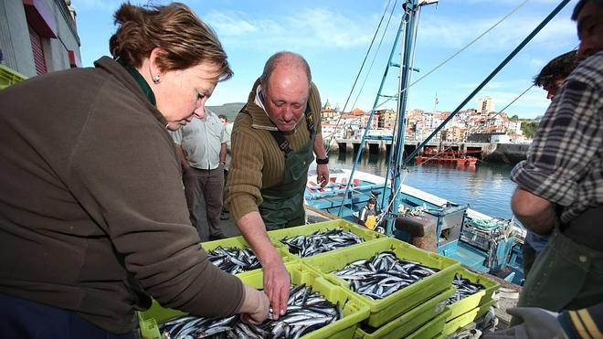 El Gobierno vasco alerta de una alta presencia de anisakis en las anchoas