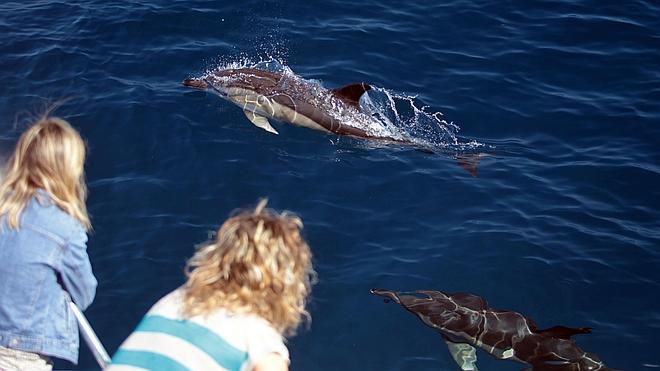 Navegar con delfines por la costa vizcaína