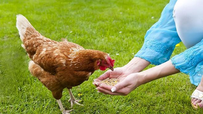 Apadrina una gallina