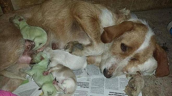 Nacen dos perros verdes en Valladolid