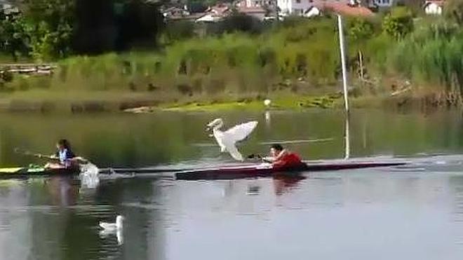 Un cisne ataca a unos piragüistas en el río Bidasoa