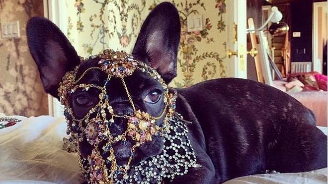 Asia, el sufridor perro de Lady Gaga