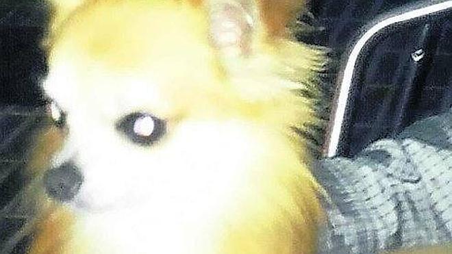 Al rescate de un perro secuestrado