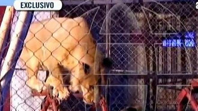 Le ataca un león en un circo delante de sus alumnos