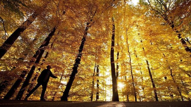 Un 'baño de bosque' con los cinco sentidos