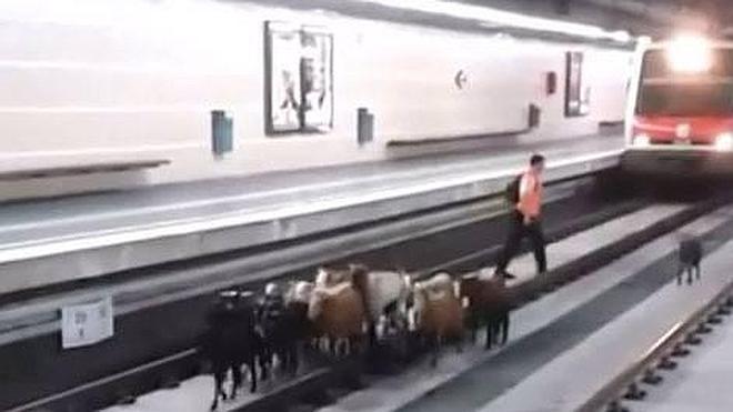 Cabras en el tren en Barcelona
