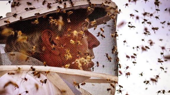 En el mundo faltan abejas