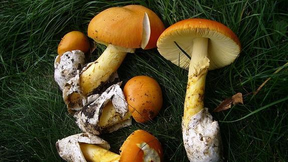 El manjar de los césares