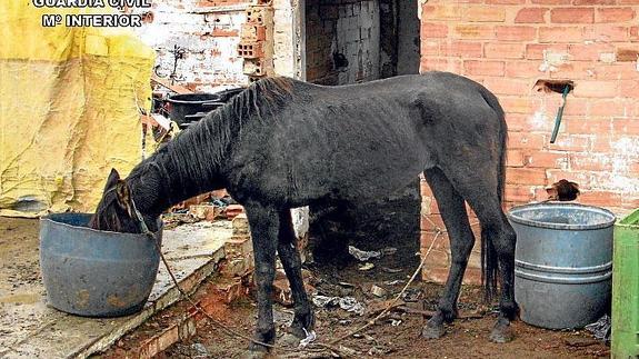 Imputado por maltratar a dos caballos de los que uno de ellos murió