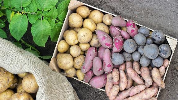 La tortilla, ¿mejor de Monalisa o Kennebec?