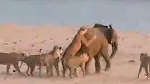 Espectacular batalla de una cría de elefante y 14 leonas en Zambia