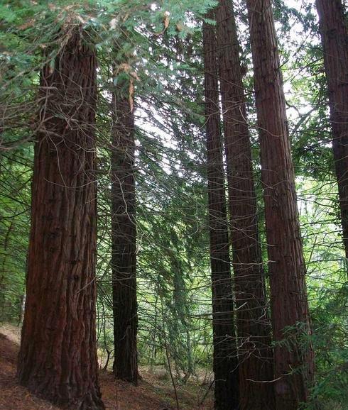 Un bosque de árboles gigantes en Cabezón de la Sal