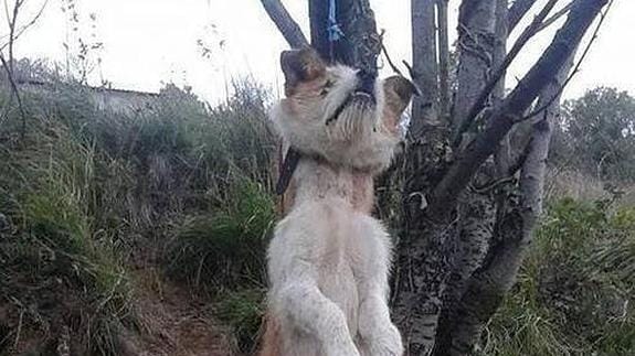 Buscan a la persona que ahorcó a un perro en Asturias