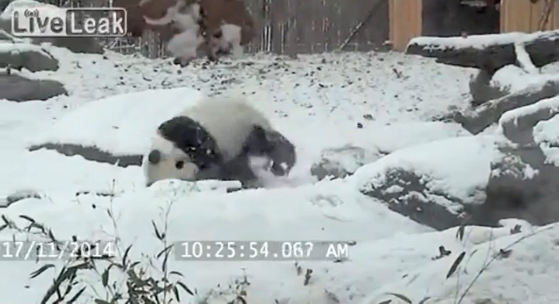 La reacción de un oso panda al ver la nieve por primera vez