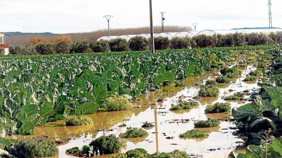 Centenares de cultivos en la Rioja Baja quedan dañados por la crecida del Ebro