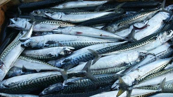 Llega el verdel: azul, barato y rebosante de Omega-3