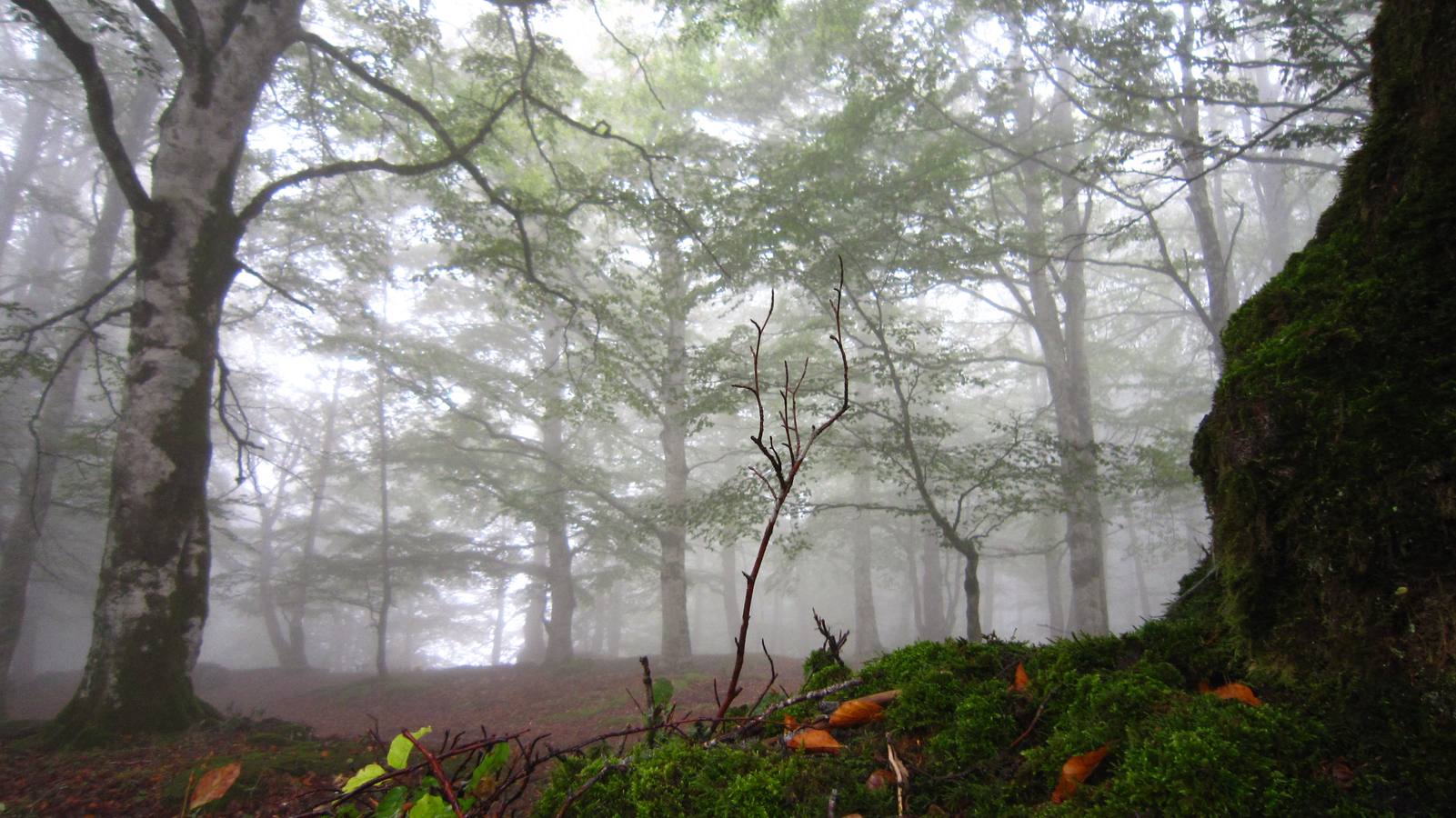 Bosque encantado con toque cisterciense