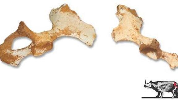 El Museo Arqueológico de Bilbao expone la pelvis de un rinoceronte lanudo del Pleistoceno