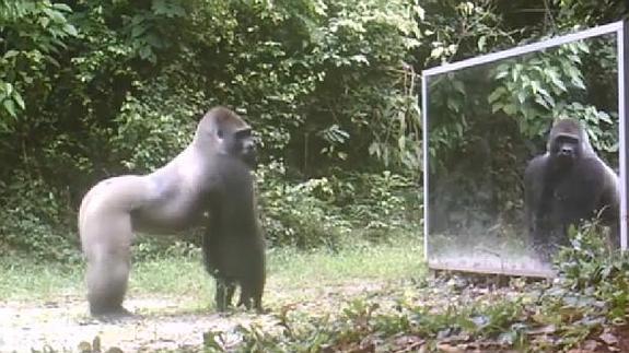 Animales ante el espejo