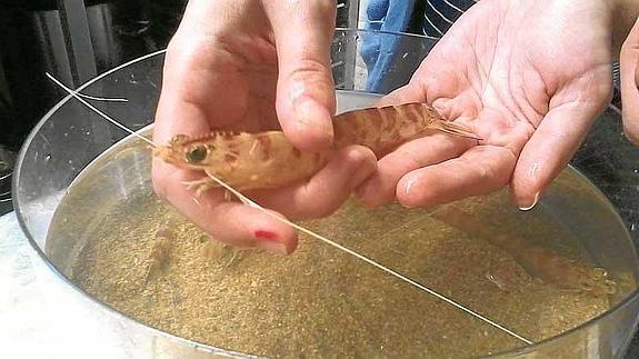 Vinaròs trae a Bilbao unos langostinos de campeonato