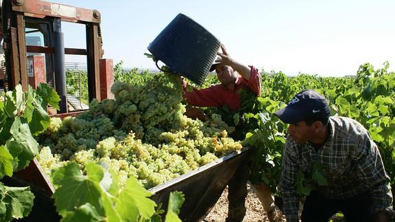 Viticultores alaveses alertan del desplome del precio de la uva blanca