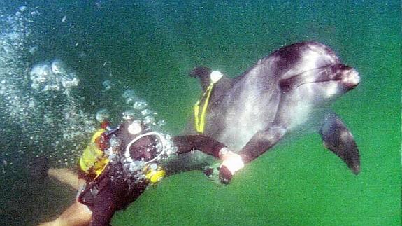 Hamás asegura haber capturado un delfín espía israelí armado con flechas