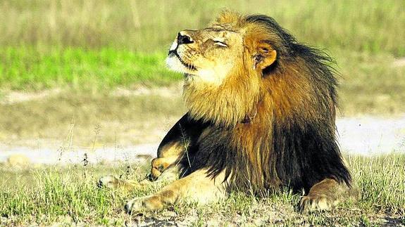 Un león mata a un guía en el parque de 'Cecil'