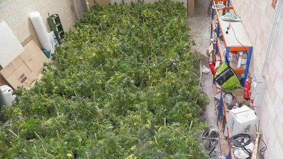 Otoño, comienza la guerra de la marihuana en Euskadi