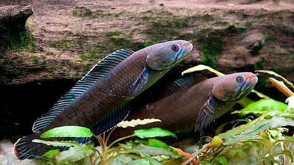 pez cabeza de serpiente del norte en tierra