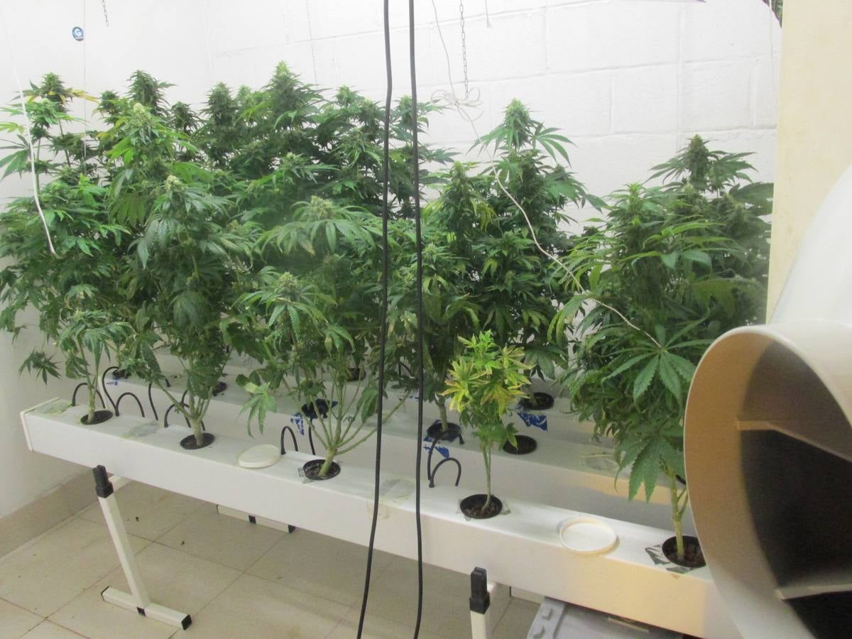 El incendio de una plantación clandestina de 'maría' obliga a desalojar un edificio en Soraluze