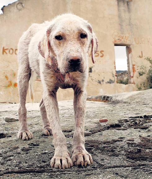 El día de las bestias