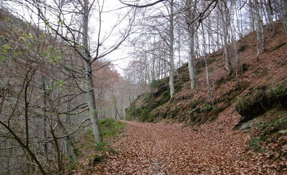 Un hayedo oculto en el valle riojano del Najerilla