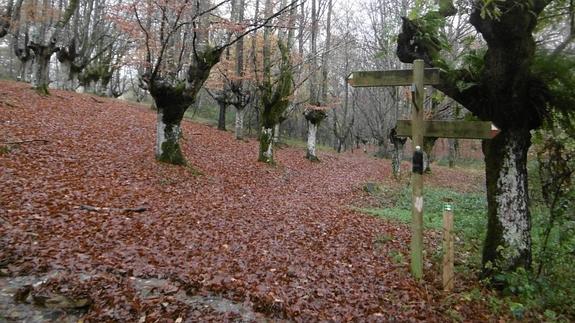 De Otxandio a Oleta por la calzada de un hayedo