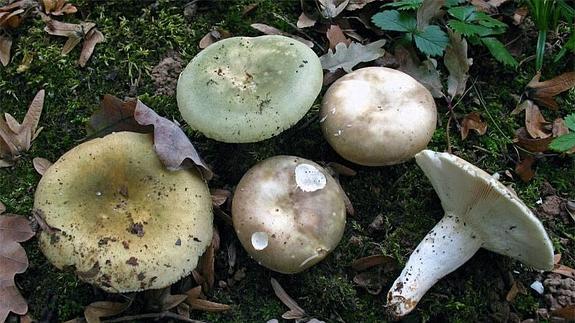 Russula cyanoxantha, la seta de los mil colores