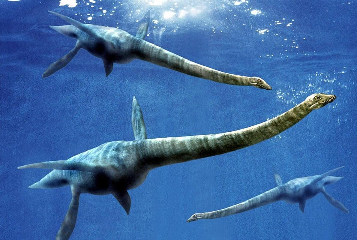 Plesiosaurio: así nadaba el monstruo marino | El Correo