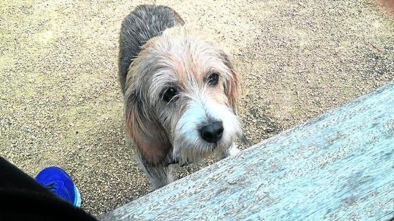 «Lola no se ha muerto, la han matado»