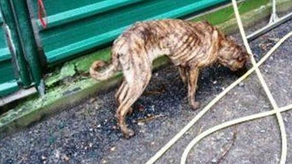 Piden que un vecino de Bilbao no pueda volver a tener animales