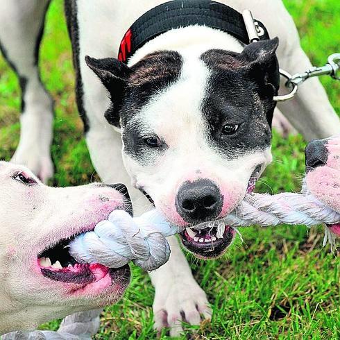 «Queremos que nuestros perros también puedan corretear por los parques de Basauri»