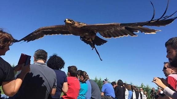 'Tierra Rapaz', parque de águilas, buhos y alimoches