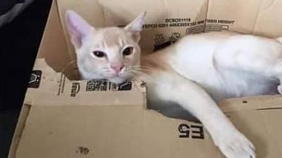 Un 'destripador' de gatos provoca el pánico en Londres